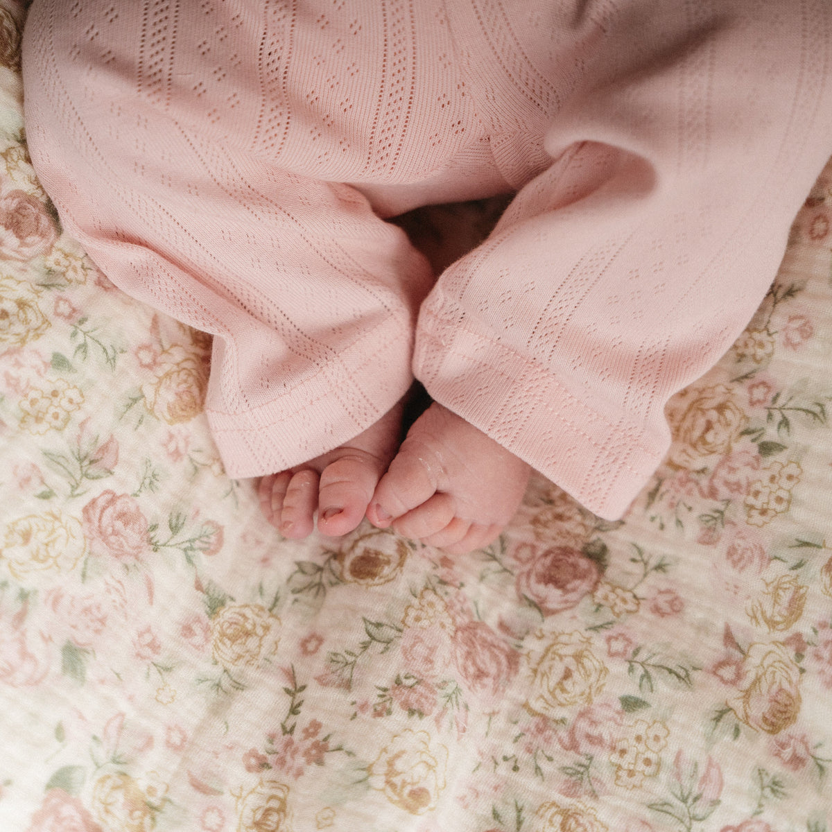 Haven Pointelle Pants - Blush